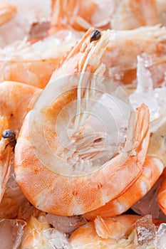 Frozen prawns on ice. macro.