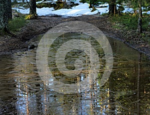 Frozen puddle on the forest road