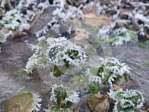 Frozen puddle during winter with ice and frozen plants.