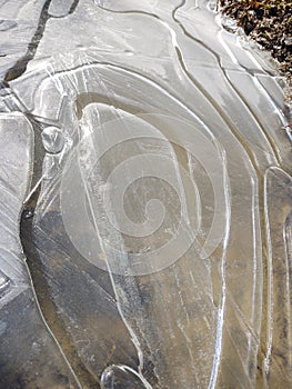 Frozen puddle during winter with ice and frozen plants.