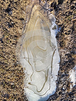 Frozen puddle during winter with ice and frozen plants.