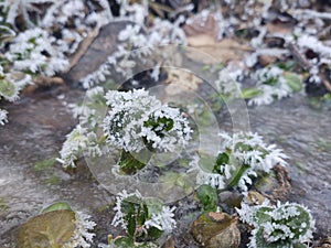 Frozen puddle during winter with ice and frozen plants.