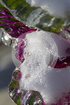 Frozen purple leaf covered by ice after an ice storm