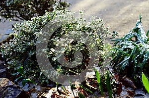 Frozen raindrops encase leaves after freezing rain