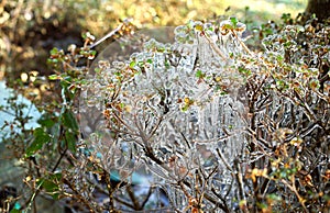 Frozen raindrops encase leaves after freezing rain