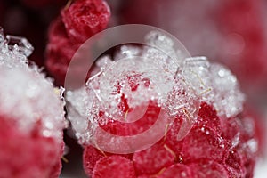 Frozen raspberries in ice