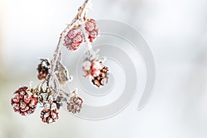 Frozen Raspberries with Ice Crystals