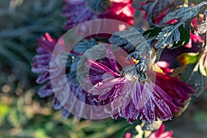 Frozen raspberry chrysanthemum bush with any ingest on petals photo