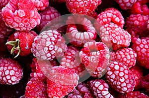 Frozen raspberry texture close up for background
