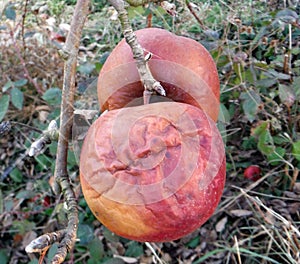 Frozen red apple in the tree