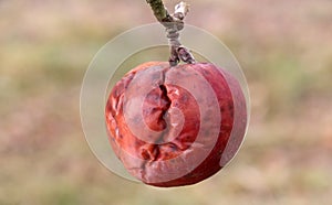 Frozen red apple in the tree