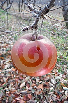 Frozen red apple in the tree
