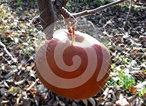 Frozen red apple in the tree