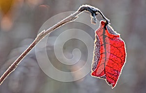 Frozen red autumn leaf
