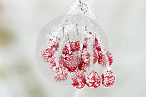 Frozen red berries with hoarfrost at cold winter