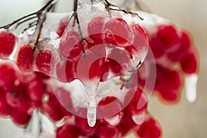 frozen red berries with hoarfrost at cold winter day