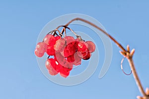 Frozen red berry on a branch