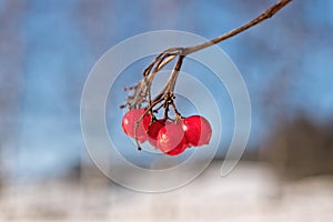 Frozen red berry on a branch