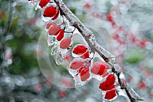 Frozen Red Berry Bush