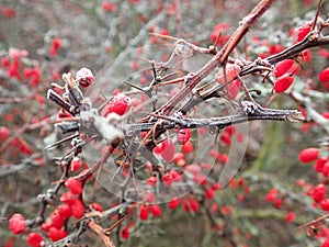 Frozen red berry on a bush branch