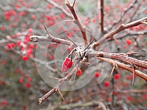 Frozen red berry on a bush branch
