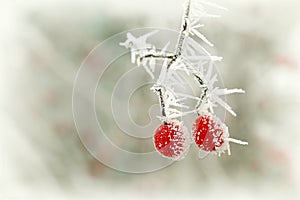 Frozen red berry in winter