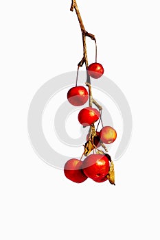 Frozen red crabapples dangle on a dry twig photo