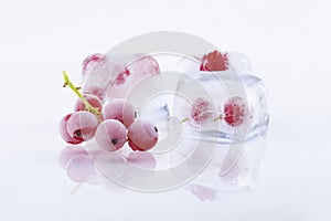 Frozen red currant in ice cubes