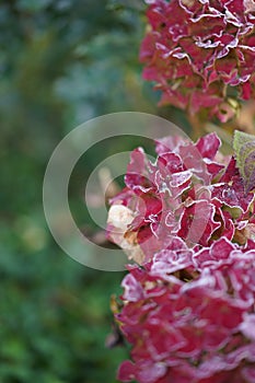 Frozen red hydrangea and leaf in garden with selective focus