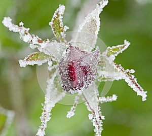 Frozen red rose