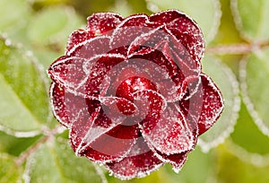 Frozen red rose on green backround