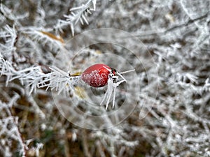 Frozen red rose hip in the winter morning