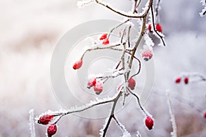 Frozen red rose hips, the accessory fruit of the rose plan