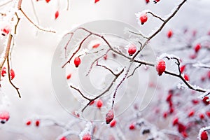 Frozen red rose hips, the accessory fruit of the rose plan