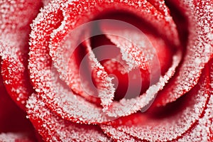 Frozen red rose img