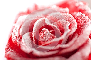 Frozen red rose img
