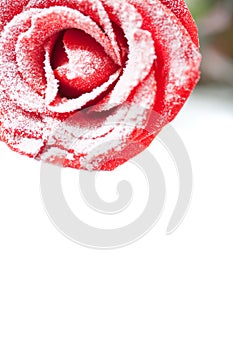 Frozen red rose in white frost