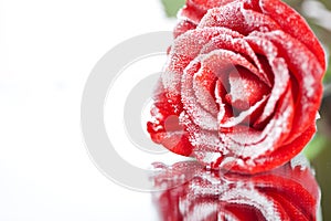 Frozen red rose in white frost lying on mirror