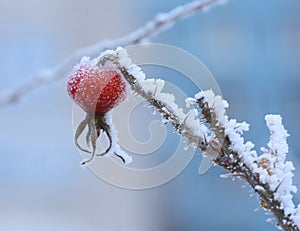 Frozen red rosehip berry covered with frost on a bush branch