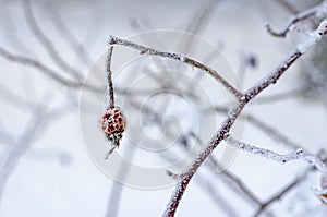 Frozen Red Rosehip On Branch Covered With Ice