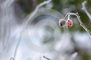 Frozen Red Rosehip On Branch Covered With Ice