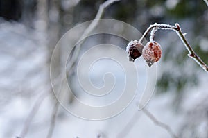 Frozen Red Rosehip On Branch Covered With Ice