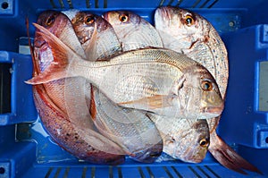 Frozen red snapper fish on display in Middle eastern fish market