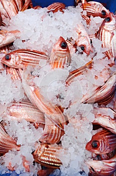 Frozen red snapper fish on display in Middle eastern fish market