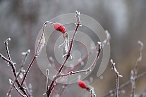 Frozen red wild rose berries on thorny branches covered with hoarfrost