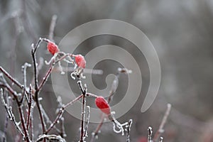 Frozen red wild rose berries on thorny branches covered with hoarfrost