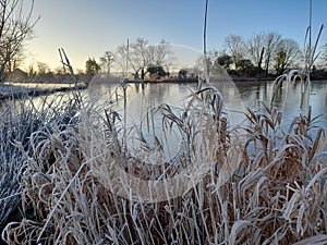 Frozen reeds and lake in winter