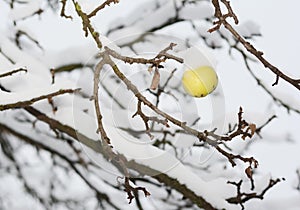 Frozen ripe yellow apple on the apple tree covered snow
