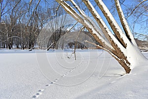 Frozen River