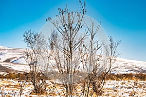 Frozen river Bank, trees and grass in the snow